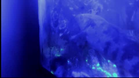 Giulia...... online show from 10.29.25