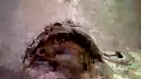 _hershey003 online show from 01.11.25