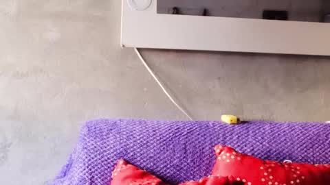 alasska_18 online show from 10.25.25