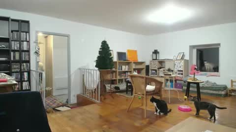 Alice online show from 12.06.24