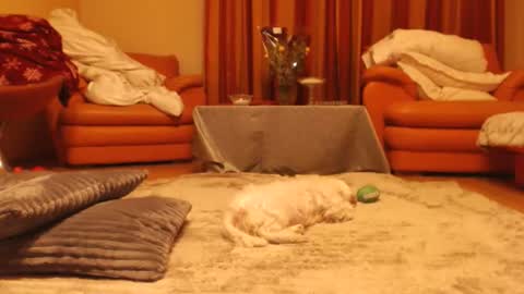 Snapshot of andrasweetie chatting on 11.18.25 Andra online show from 11.18.25