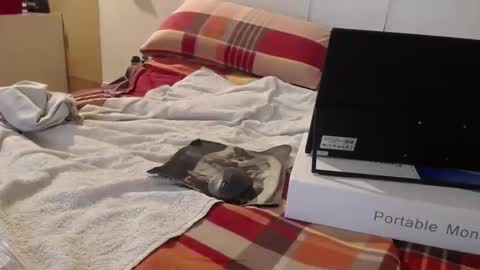 berlinerbaer1963 online show from 04.19.26