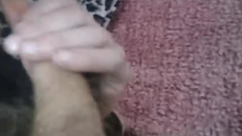 Snapshot of bigwalkdog420 chatting on 01.26.25 bigwalkdog420 online show from 01.26.25