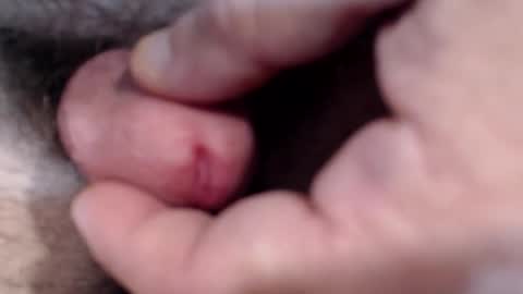 bobswan online show from 01.29.25