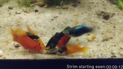 Booker Baxton online show from 02.26.26