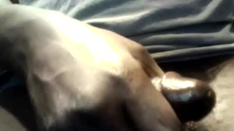 botofogo online show from 10.12.25