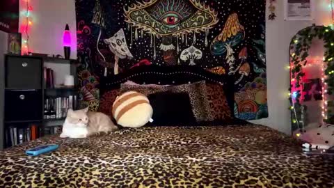 Puddin online show from 12.28.24