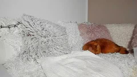 brianadiamondxxx online show from 04.07.26