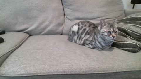 Buck online show from 03.03.25