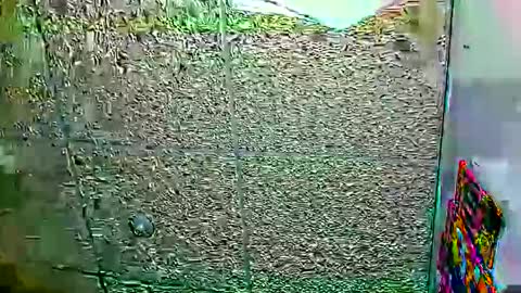 Dayan Camila online show from 01.12.26