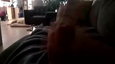 Snapshot of carlitito1 chatting on 11.23.25 carlitito1 online show from 11.23.25