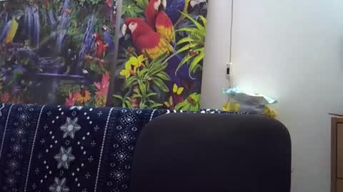 Cassandra online show from 12.05.25