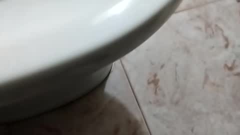 ciccilli online show from 10.05.25