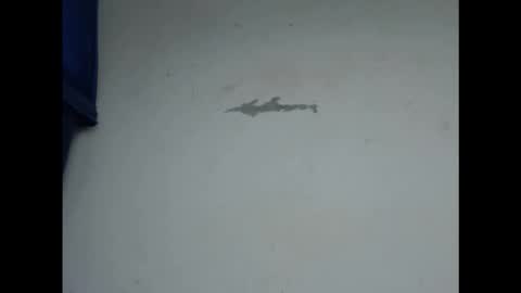 cornxcunt online show from 02.11.26