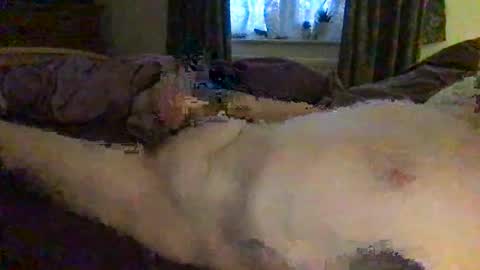 daddymoans4u online show from 12.11.24