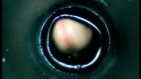 Snapshot of damdam44 chatting on 01.13.25 damdam44 online show from 01.13.25