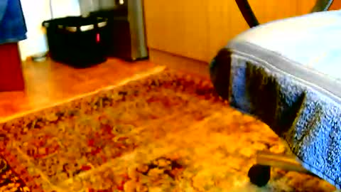 Dammerl online show from 12.02.25