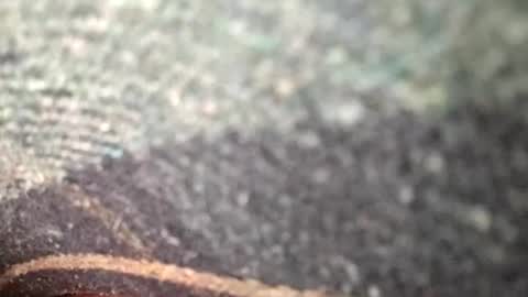 dyno online show from 11.12.25