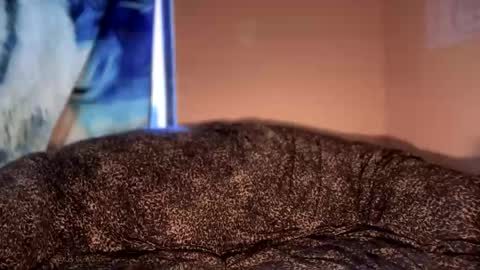 dove_love22 online show from 01.12.26