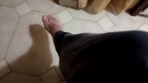 dthedog12 online show from 11.04.25