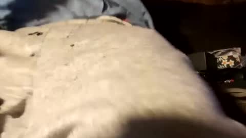 edmore1215 online show from 12.18.24