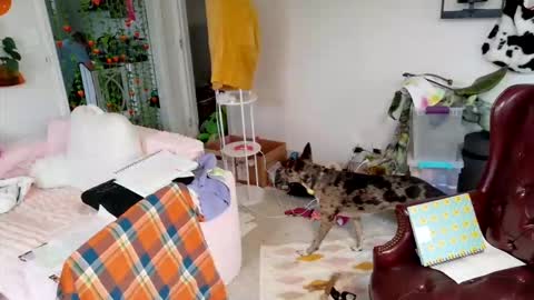 ejrabloom online show from 03.16.26