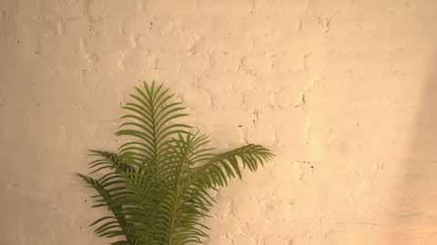 Snapshot of elliefrost chatting on 03.11.25 elliefrost online show from 03.11.25