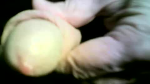 felicaste online show from 04.17.26