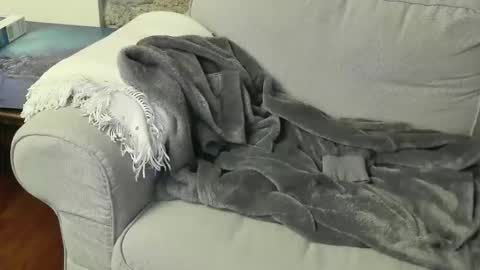 Fid online show from 01.06.26