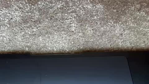 athena online show from 02.27.26