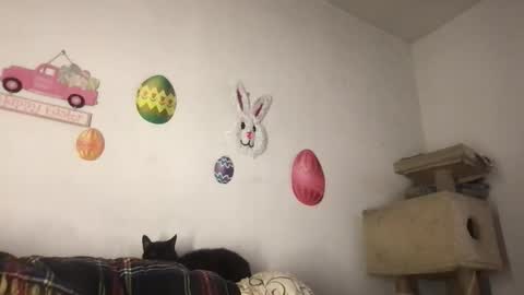 Freddy Foot Balls online show from 03.23.26