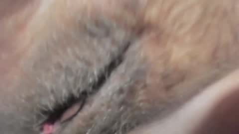 Snapshot of frumcake chatting on 01.10.25 FrumCake online show from 01.10.25