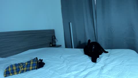 giannasue online show from 01.11.25