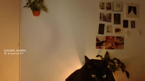 Alaska online show from 11.05.25