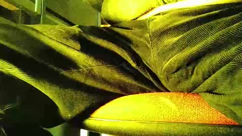 grapefruit online show from 11.05.25