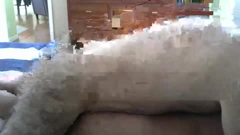 grsmnky65 online show from 12.14.25