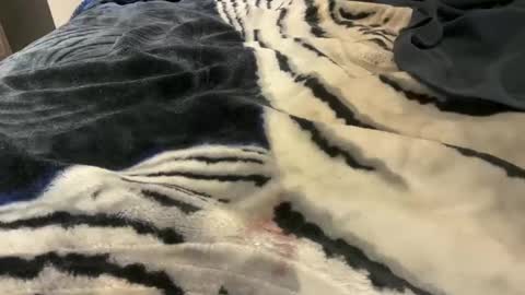 gumbywanna online show from 10.24.25