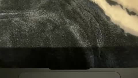 gumbywanna online show from 11.16.25