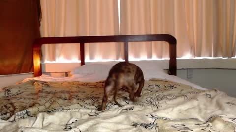 Gregblonde  Alextattoo online show from 02.01.25