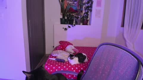 Lau online show from 12.13.24