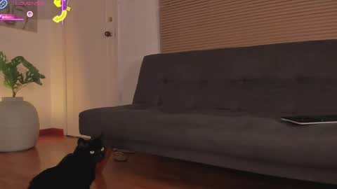 Lua     online show from 04.21.26