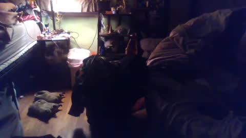 indigo_scorpio online show from 03.04.25