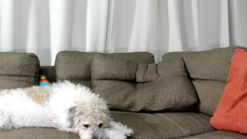 Calix  Independient model Insta and twt Calixsnake online show from 01.20.25