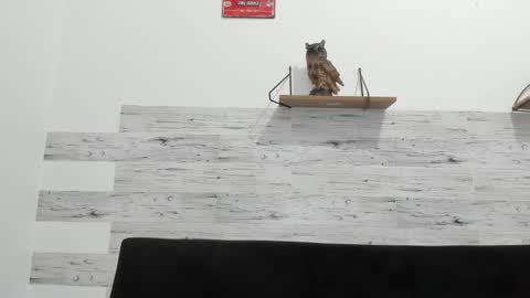 Jaycreedd online show from 11.03.25