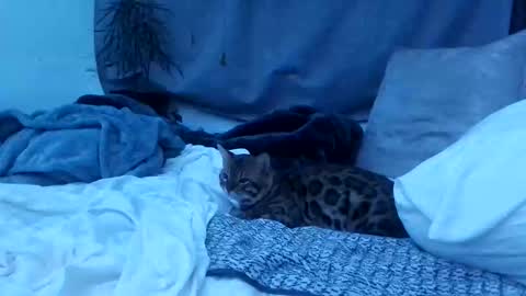 Snapshot of jwolf11851725 chatting on 10.25.25 jwolf11851725 online show from 10.25.25