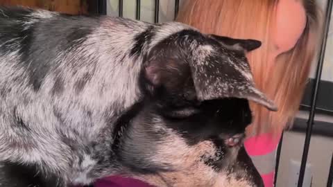 Kailee Smile online show from 03.29.26