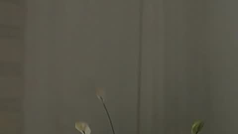 Help me with rate thanks  online show from 02.02.25