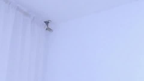 Help me with rate thanks  online show from 01.08.26