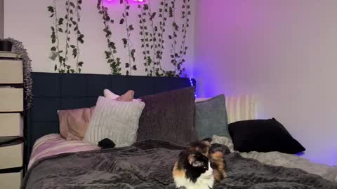 Kaitie online show from 12.16.24