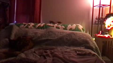 Kite Jackdaw Bi Trans Man online show from 12.08.24